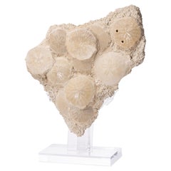 Fossil Sand Dollar Cluster Specimen from France in a Custom Acrylic Base