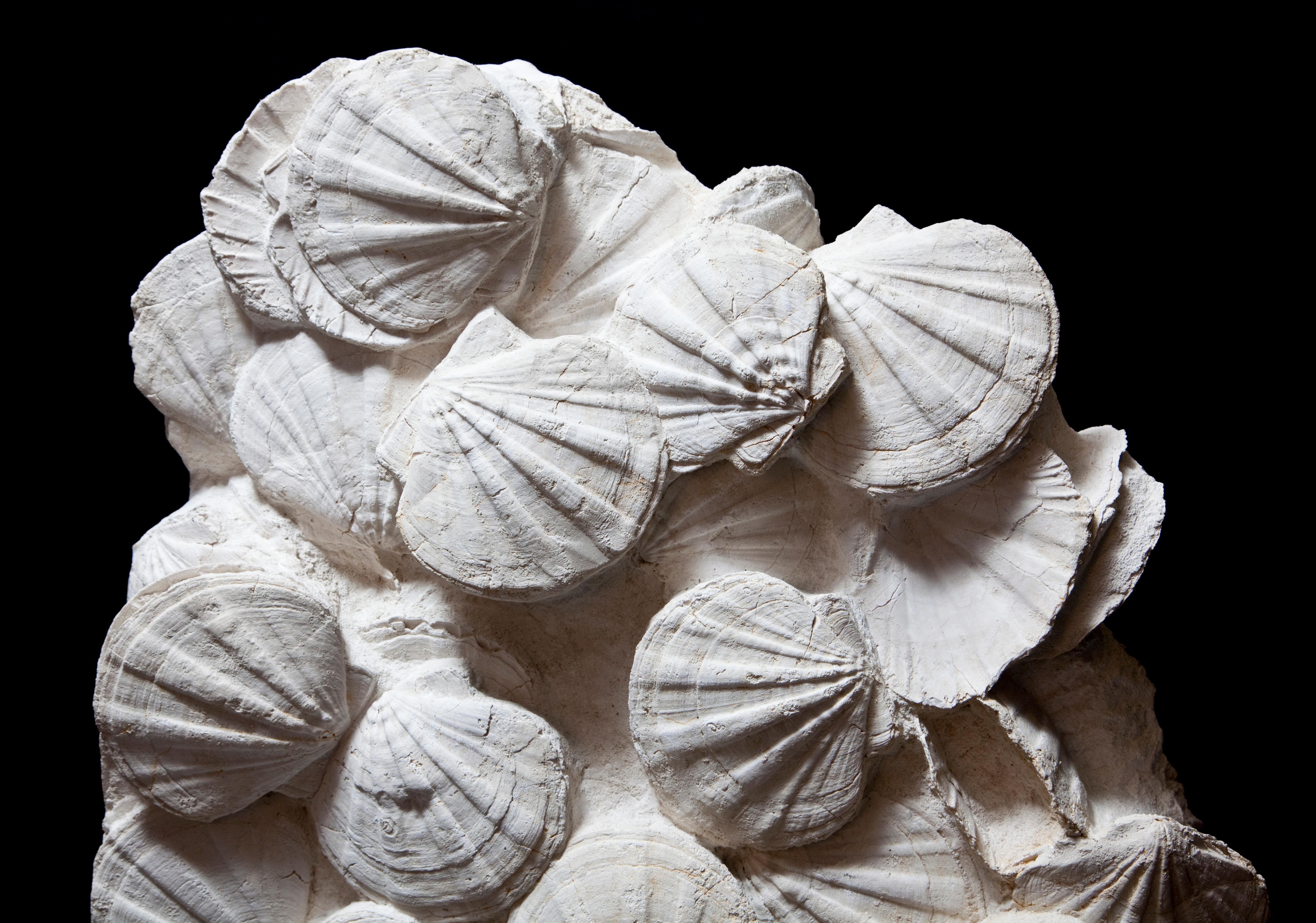Pectens are a family of bivalve, or molluscs including the scallop and closely related to the clam and oyster. These beautifully preserved Prehistoric Scallops has been artistically and expertly prepared revealing them from the surrounding Bedrock