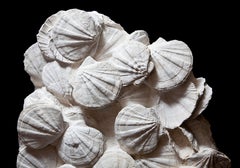 Fossil Scallop Shell Bed from France, 20 Million Years Old