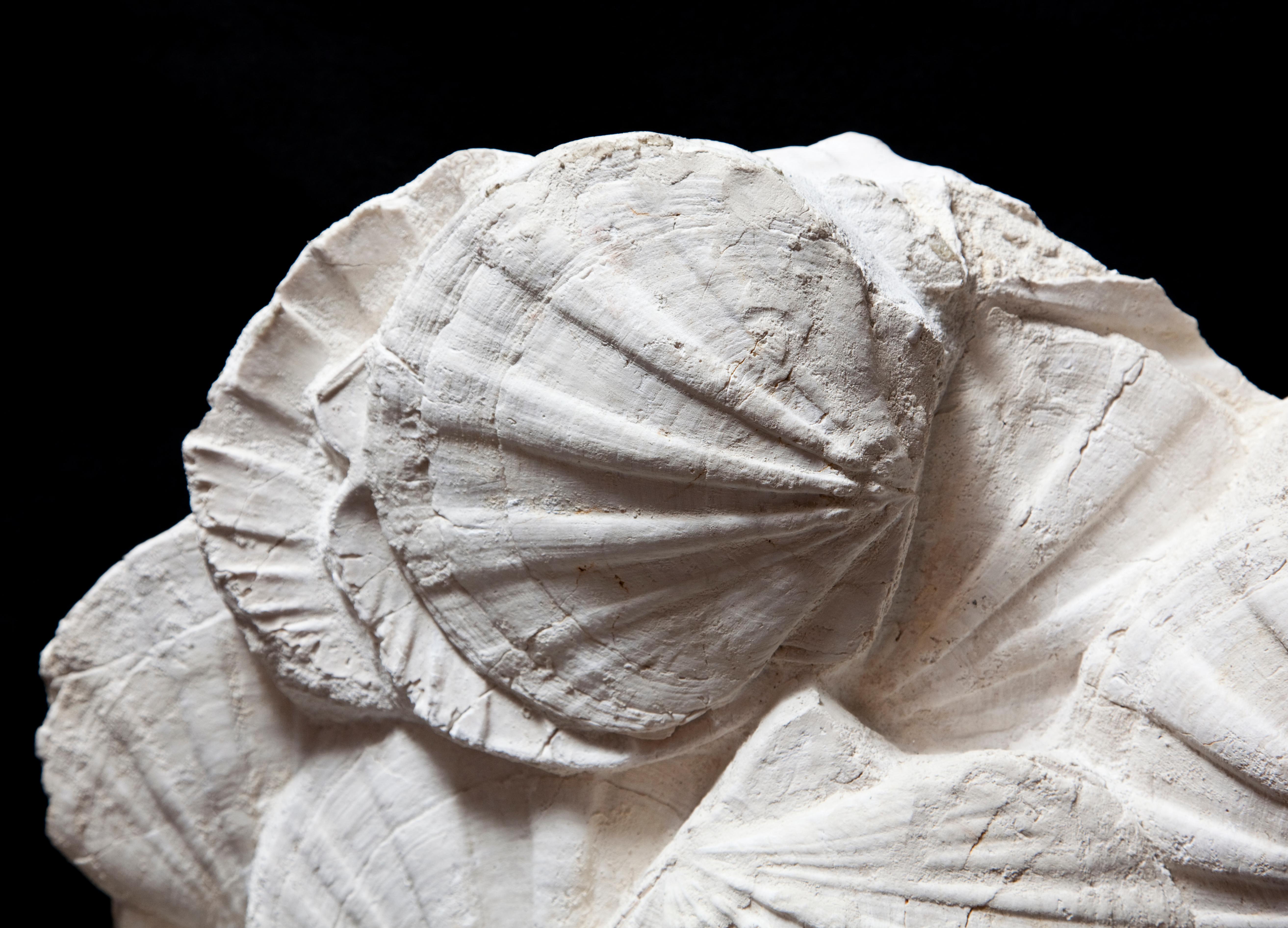 scallop fossil worth