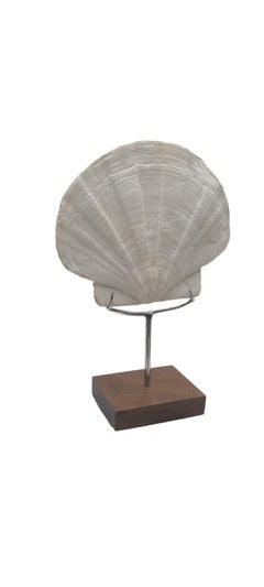 Fossil shell scallops, (sp. Giganto pecten) double sided on custom stand