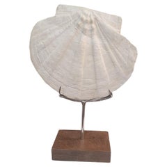Fossil shell scallops, (sp. Giganto pecten) double sided on custom stand