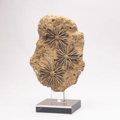 Urchin des mers fossiles du Maroc, début de l'ère jurassique, 17 millions d'années