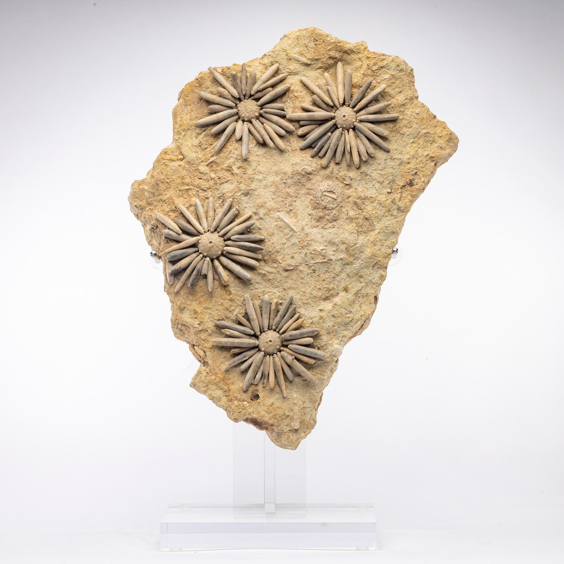 Fossil sea urchin.

Origin: Morocco.
Period: Jurassic (170 Million Years old).