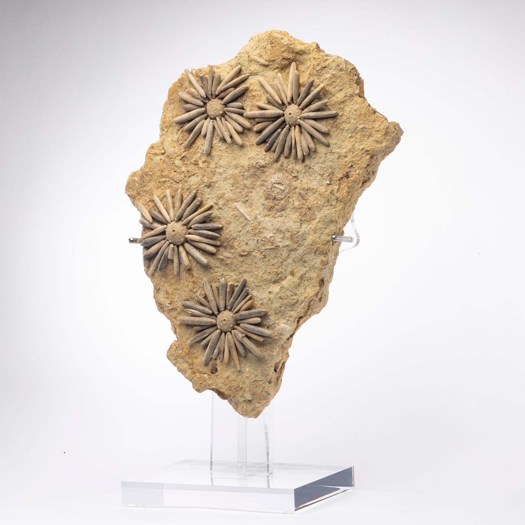 sea urchin spine fossil