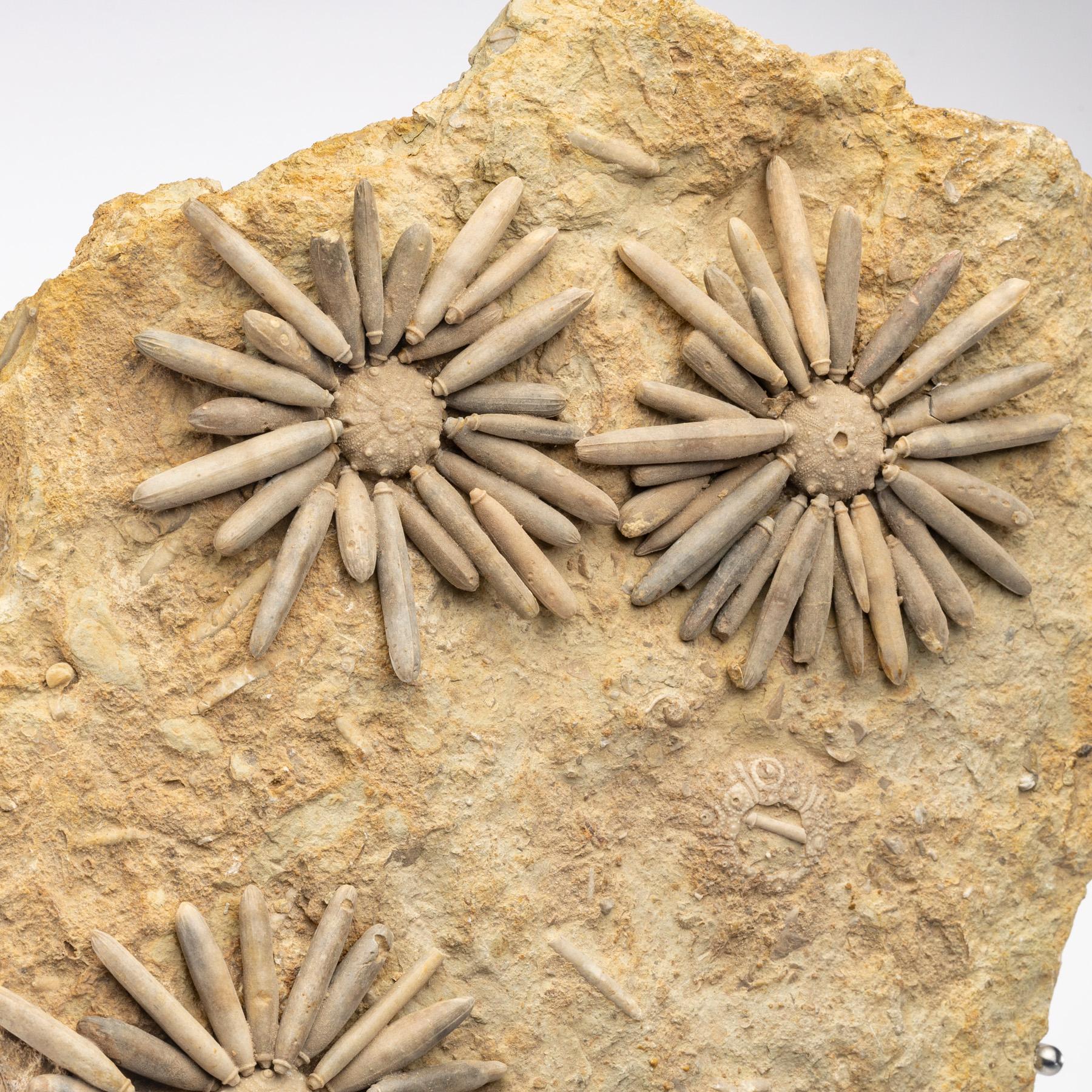 Organic Modern Fossil Sea Urchin from Morocco, Early Jurassic '170 Million Years Old'
