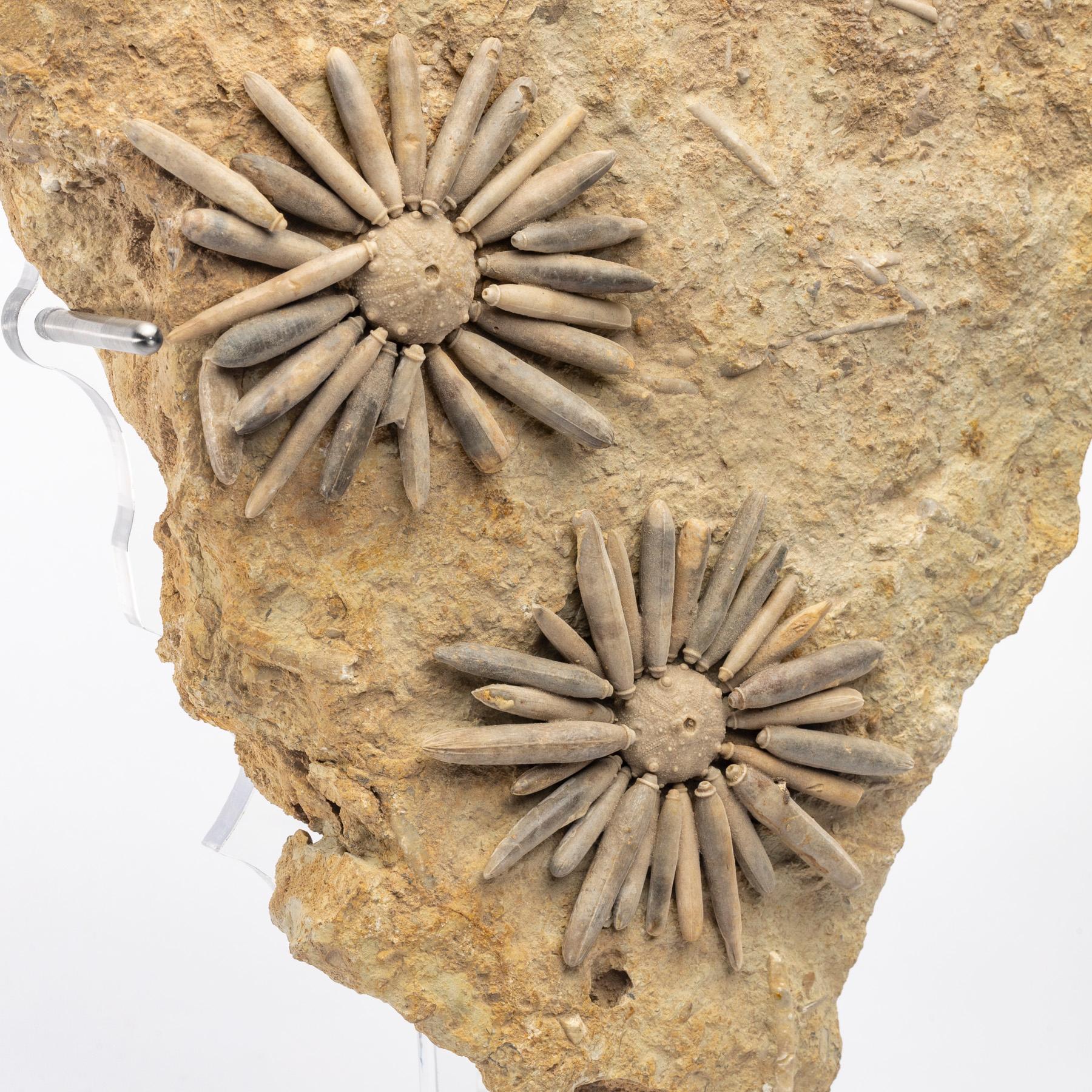 Mexican Fossil Sea Urchin from Morocco, Early Jurassic '170 Million Years Old'