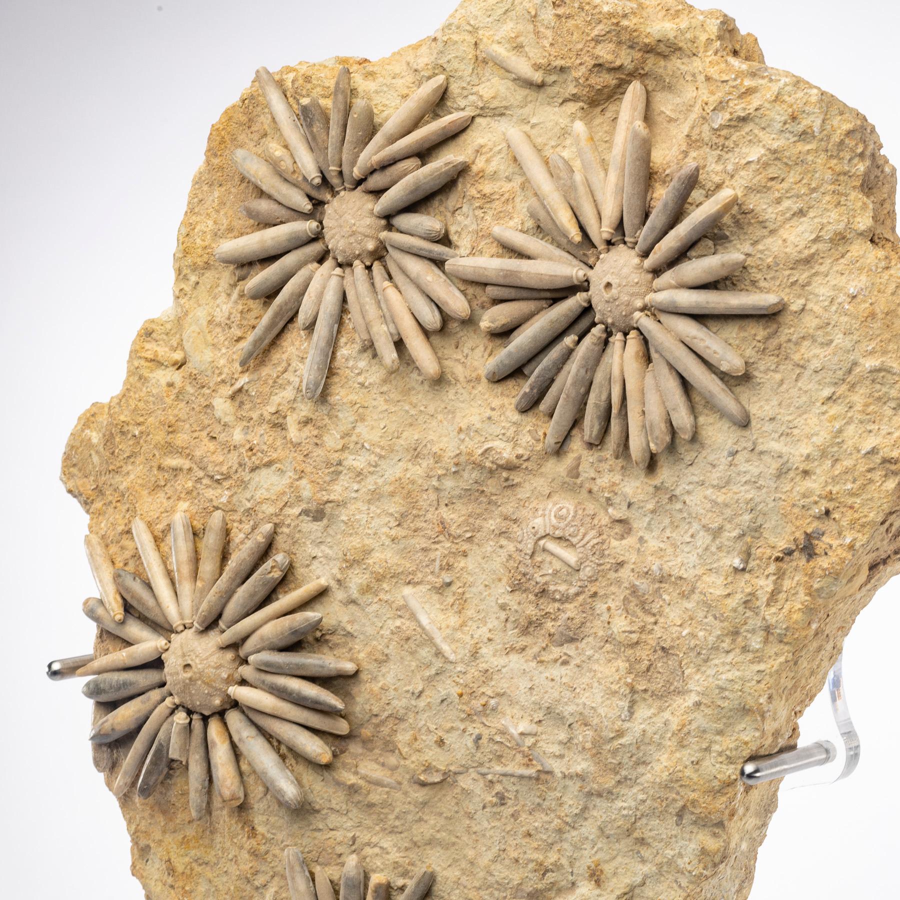 Polished Fossil Sea Urchin from Morocco, Early Jurassic '170 Million Years Old'