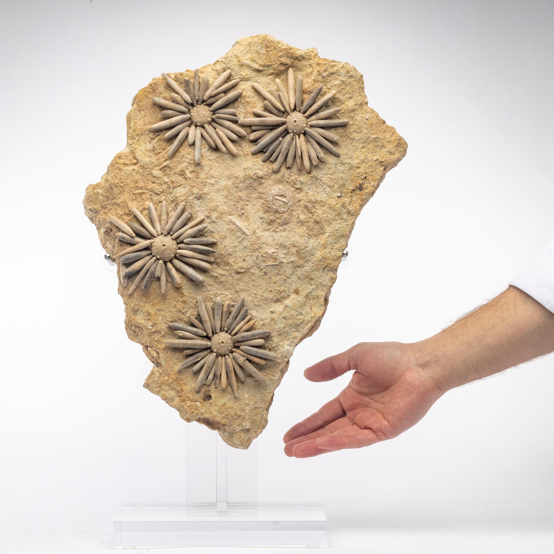 Fossil Sea Urchin from Morocco, Early Jurassic '170 Million Years Old' In New Condition In Polanco, CDMX