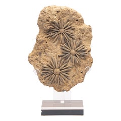 Fossil Sea Urchin from Morocco, Early Jurassic '170 Million Years Old'