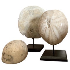 Antique Fossil Sea Urchin Group