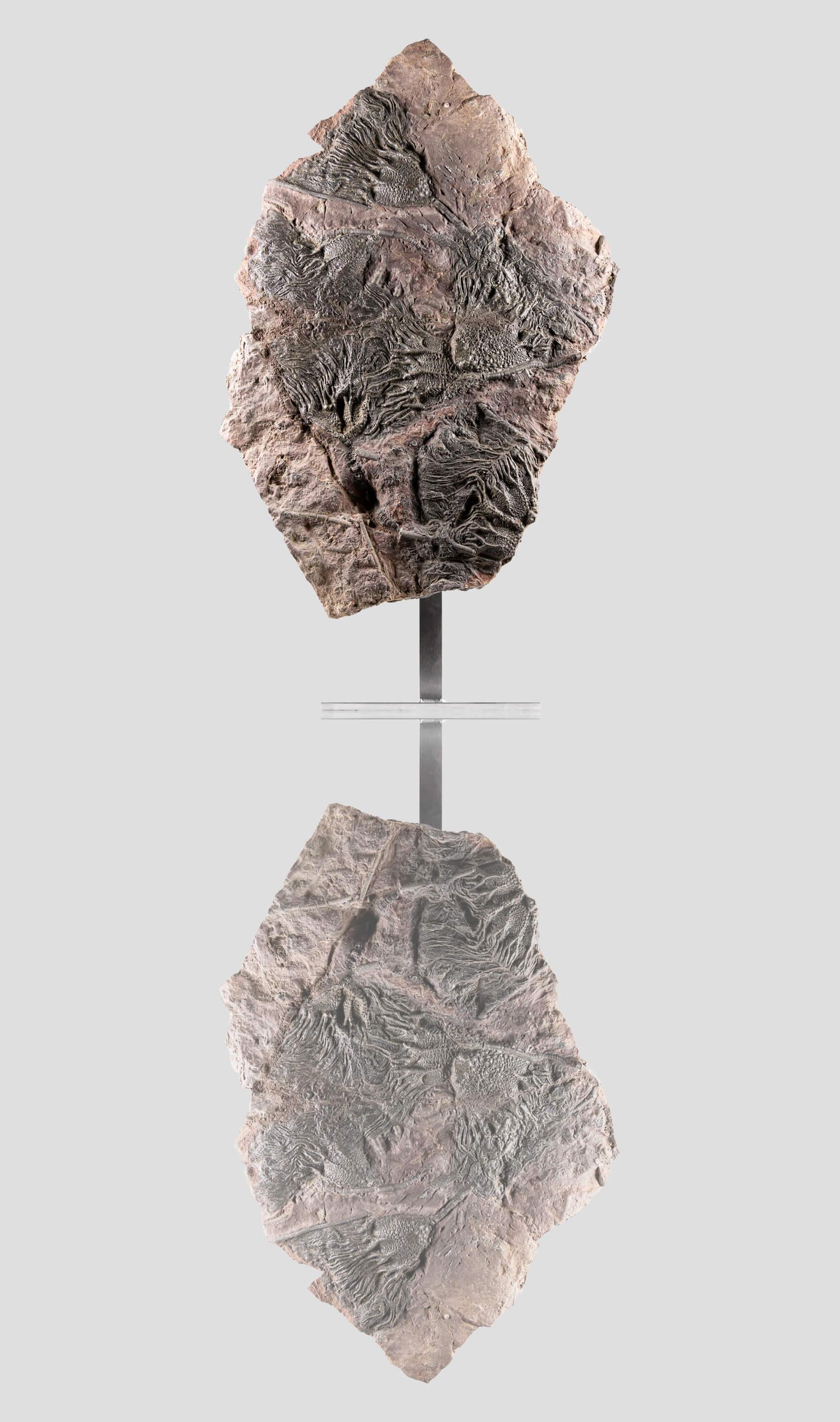 Plongez dans le riche récit du passé de notre planète et soyez témoin de l'extraordinaire résilience de la vie elle-même grâce à cette rare découverte dans cet authentique fond marin du Dévonien excavé dans les années 1990 (un élément qui ne peut