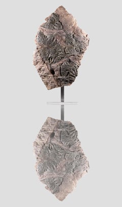 Fossil Seabed of Crinoidea Scyphocrinites Elegans