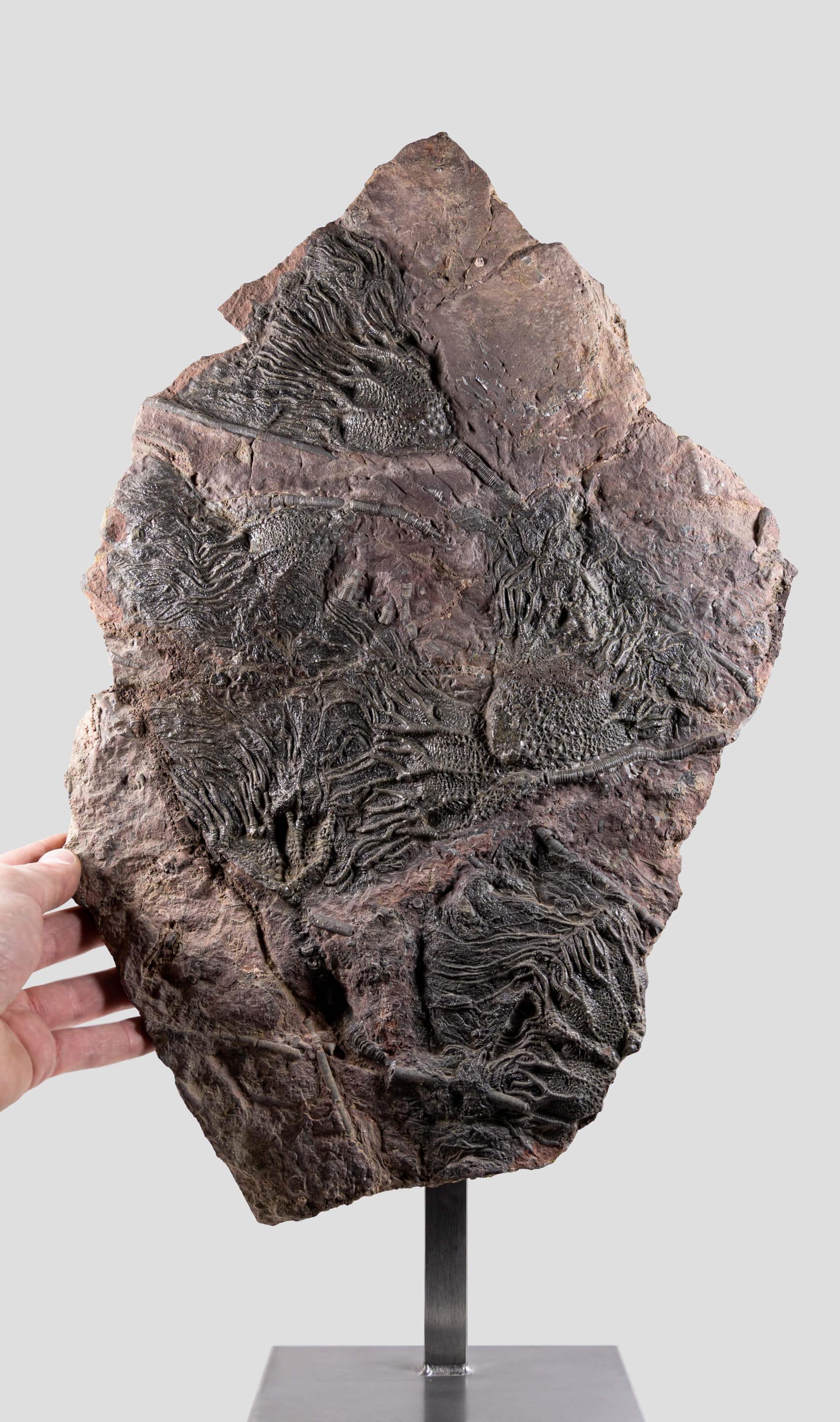 Préhistorique Méridienne de Crinoidea Scyphocrinites élégante