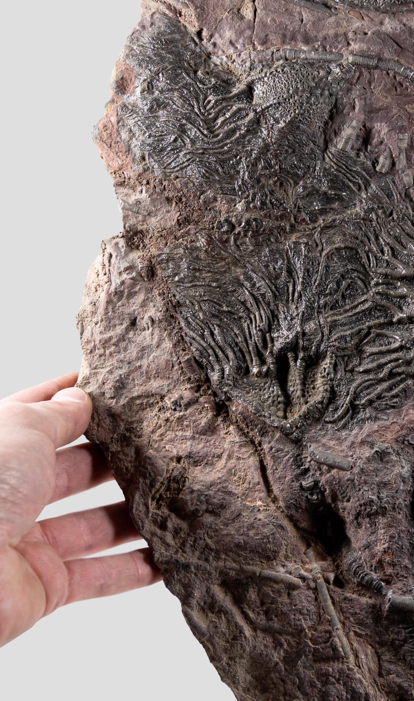 Nord-africain Méridienne de Crinoidea Scyphocrinites élégante