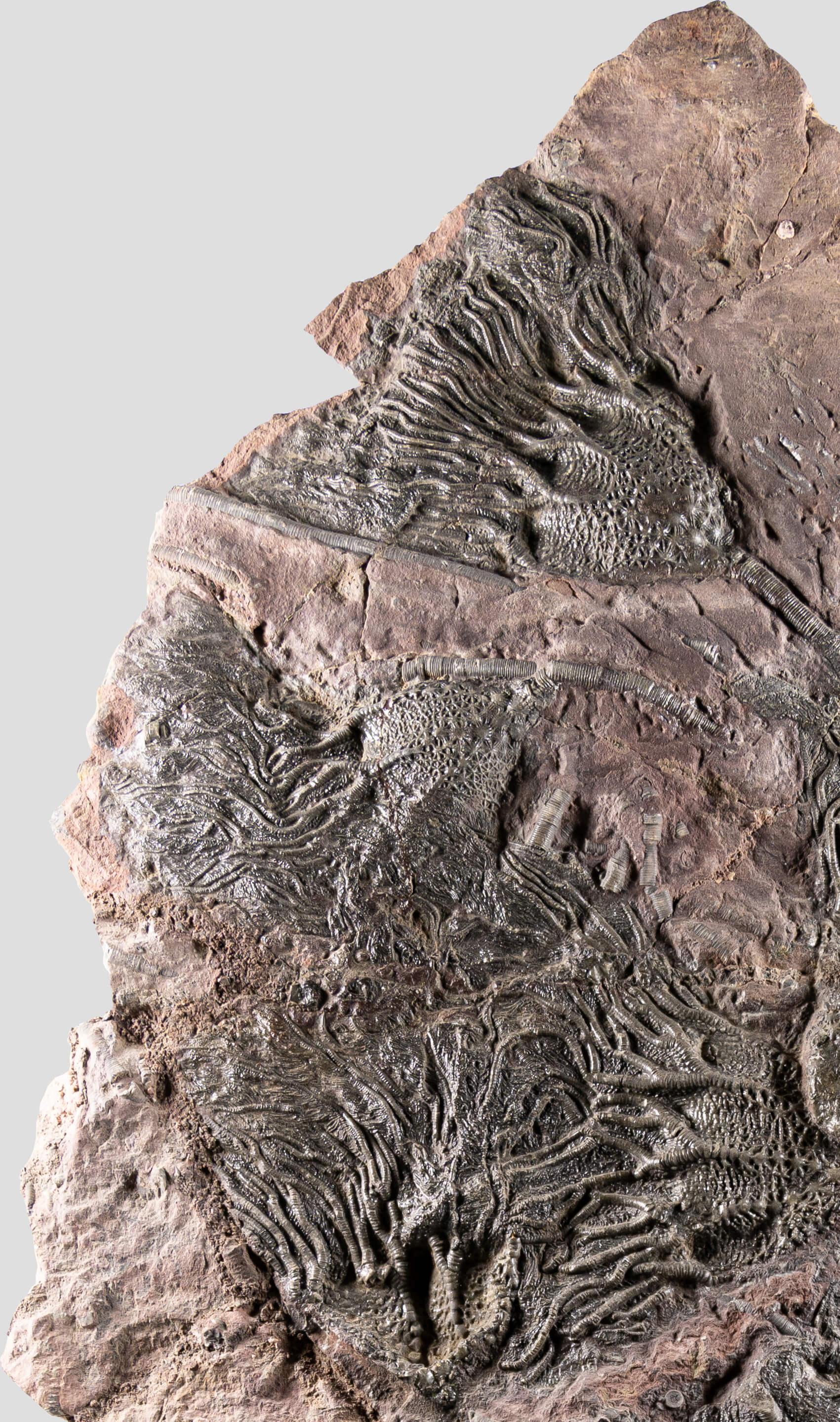 Autre Méridienne de Crinoidea Scyphocrinites élégante