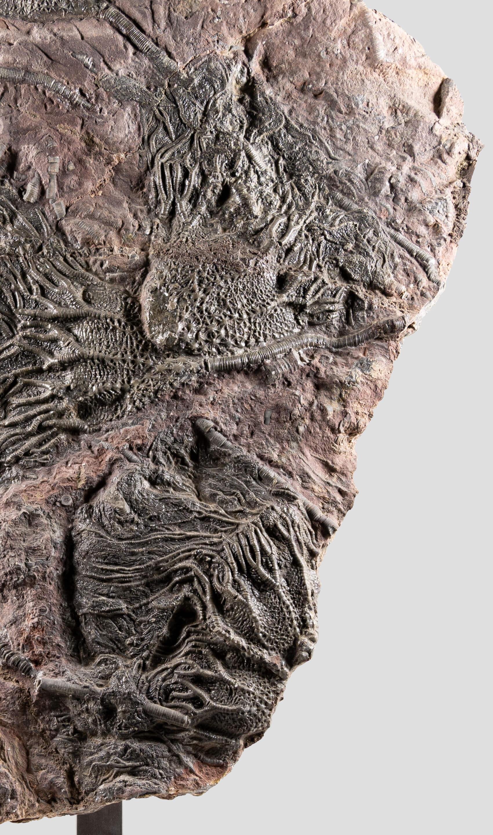 Méridienne de Crinoidea Scyphocrinites élégante Excellent état à Scorton, GB