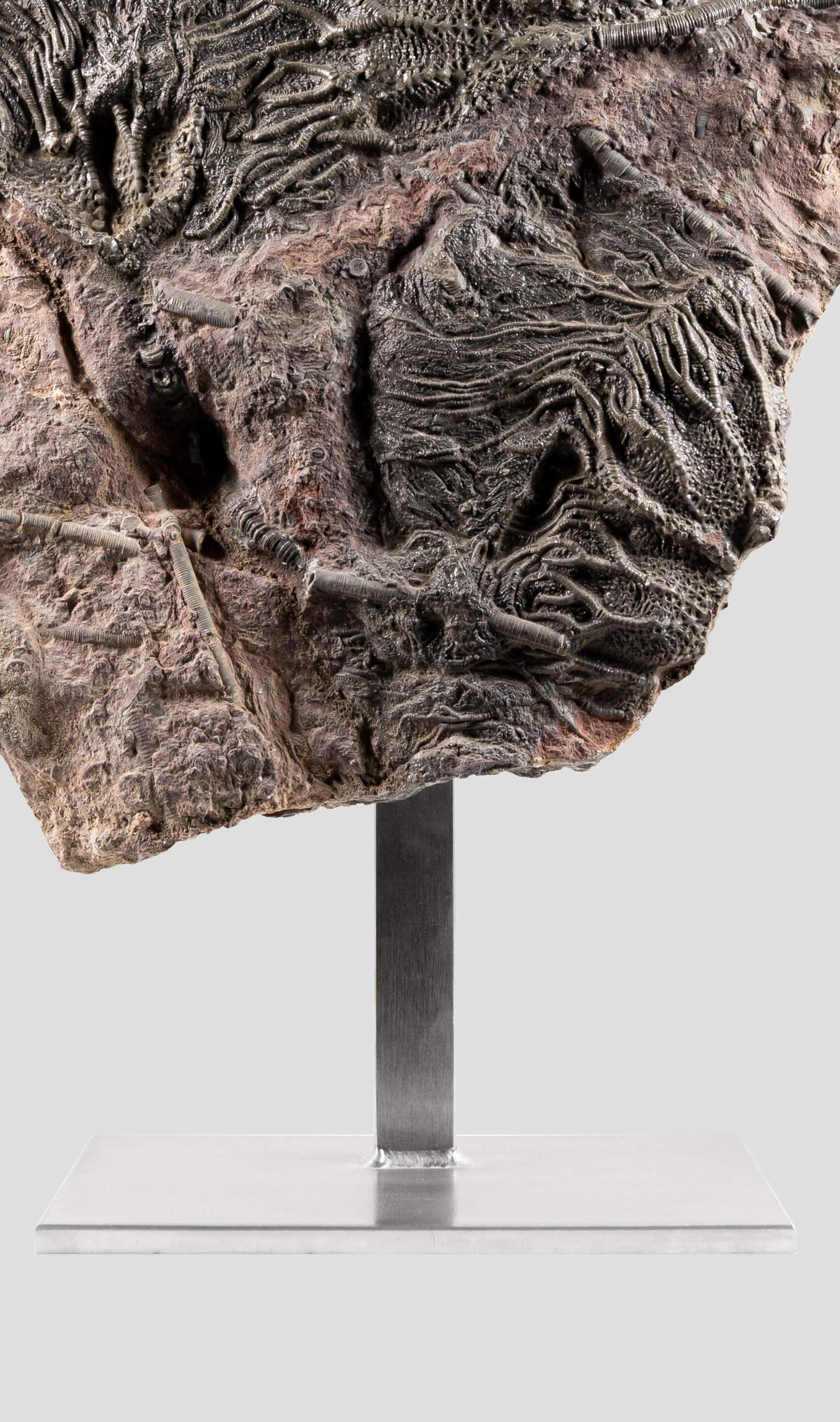 XVIIIe siècle et antérieur Méridienne de Crinoidea Scyphocrinites élégante
