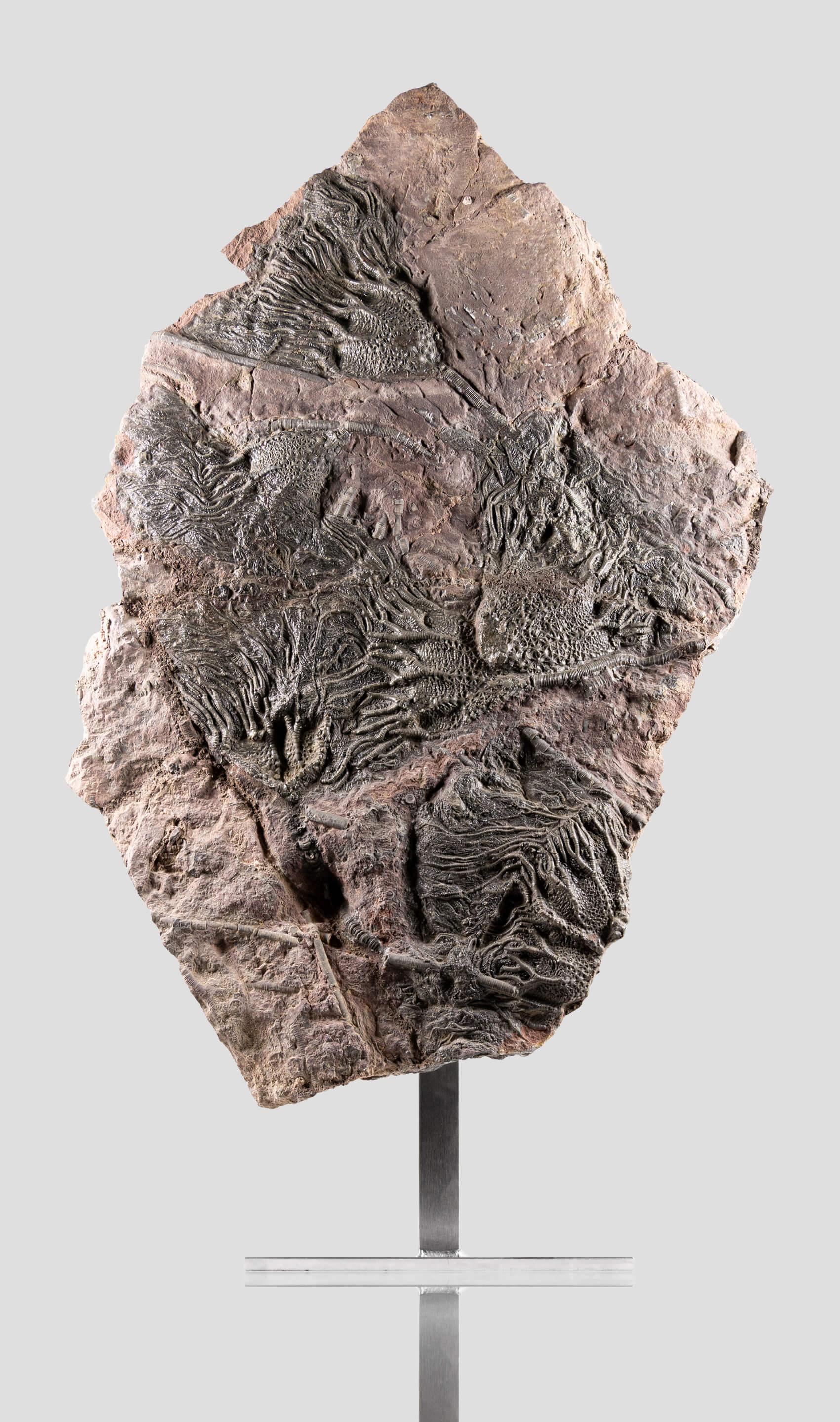 Méridienne de Crinoidea Scyphocrinites élégante 1