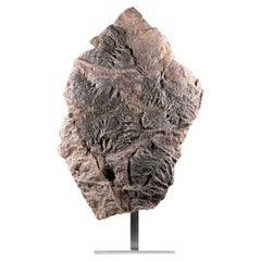 Méridienne de Crinoidea Scyphocrinites élégante