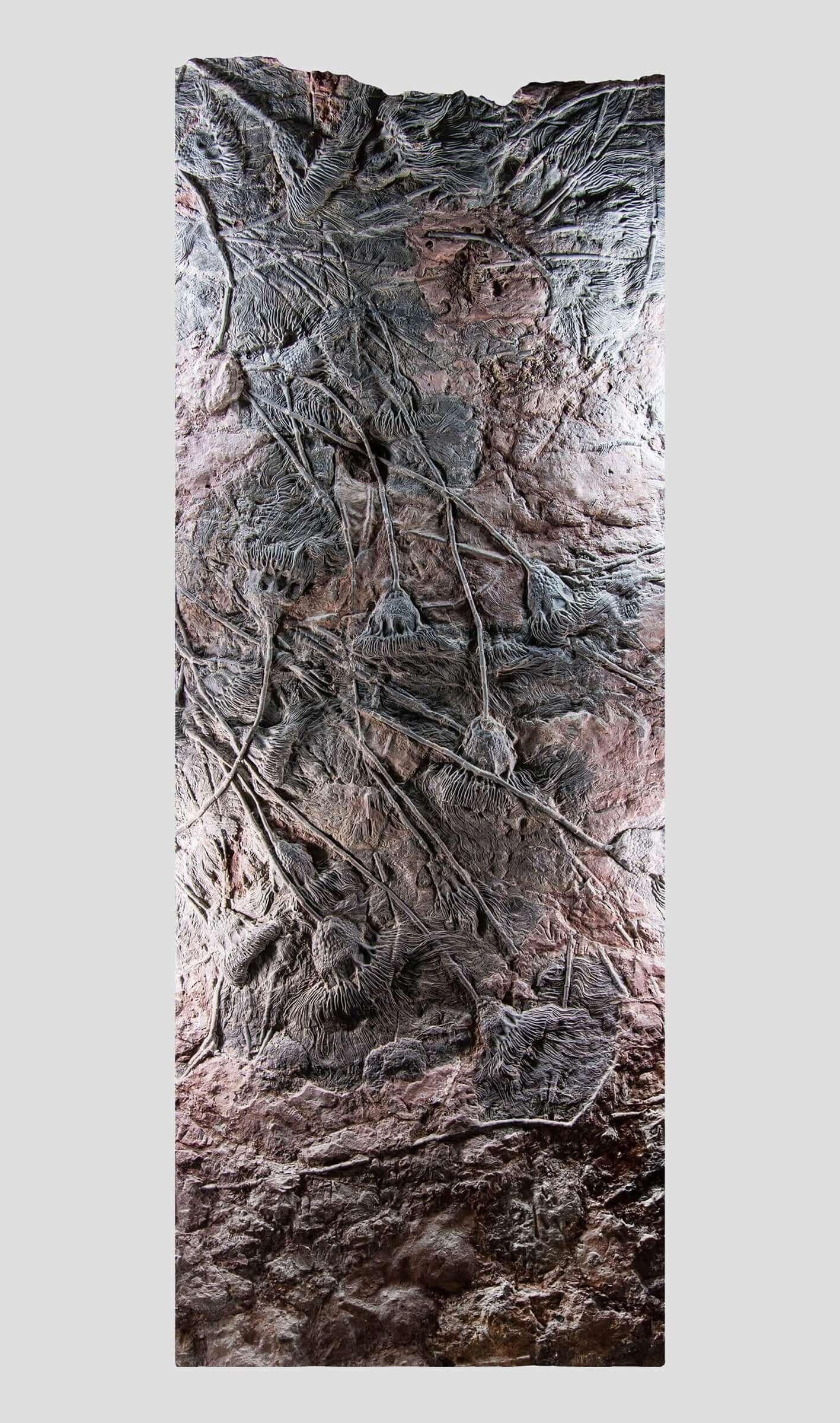 Prehistoric Fossil Seabed of Crinoidea Scyphocrinites Elegans of Enormous Proportions For Sale