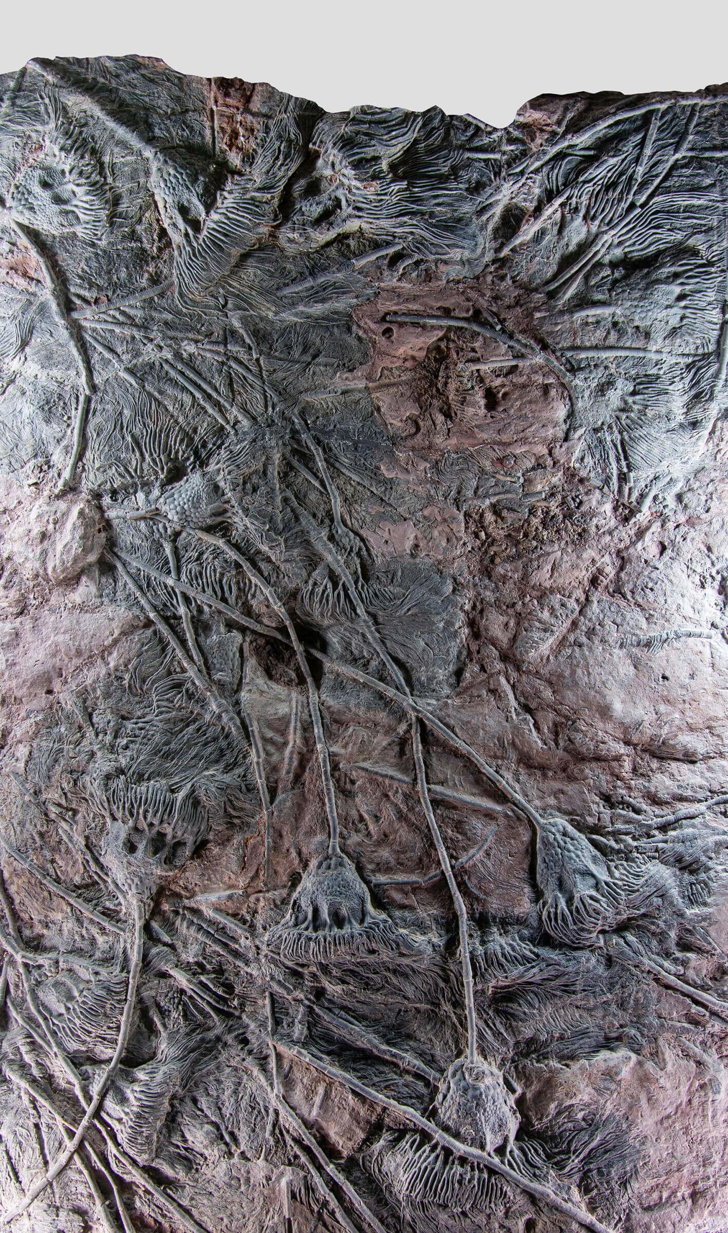 North African Fossil Seabed of Crinoidea Scyphocrinites Elegans of Enormous Proportions For Sale