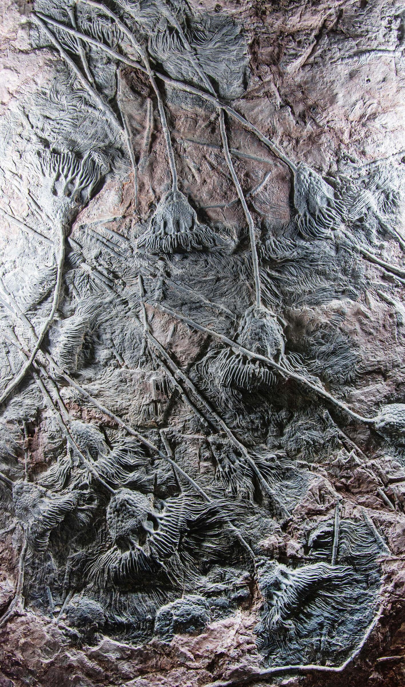 Other Fossil Seabed of Crinoidea Scyphocrinites Elegans of Enormous Proportions For Sale
