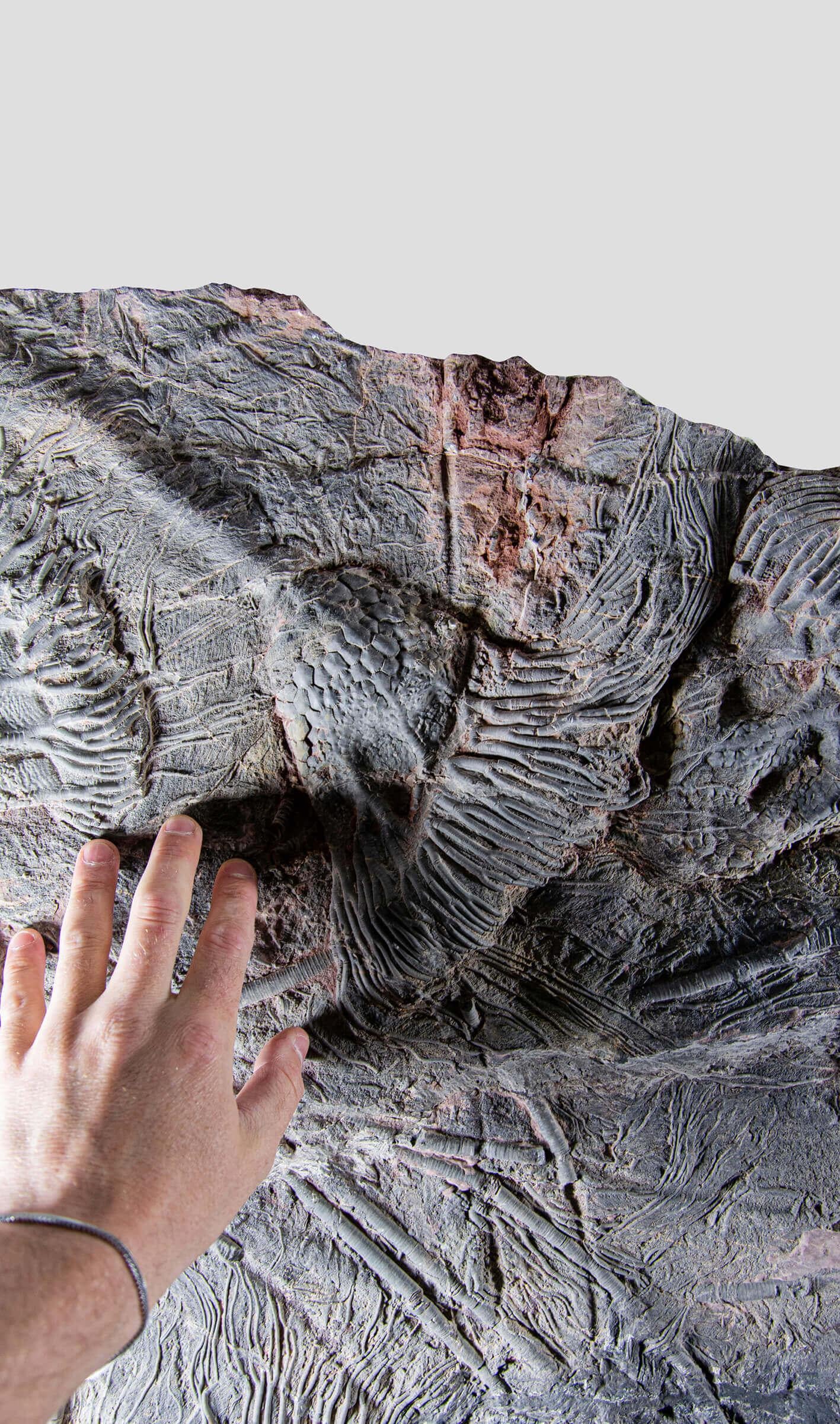 Fossil Seabed of Crinoidea Scyphocrinites Elegans of Enormous Proportions In Excellent Condition For Sale In Scorton, GB