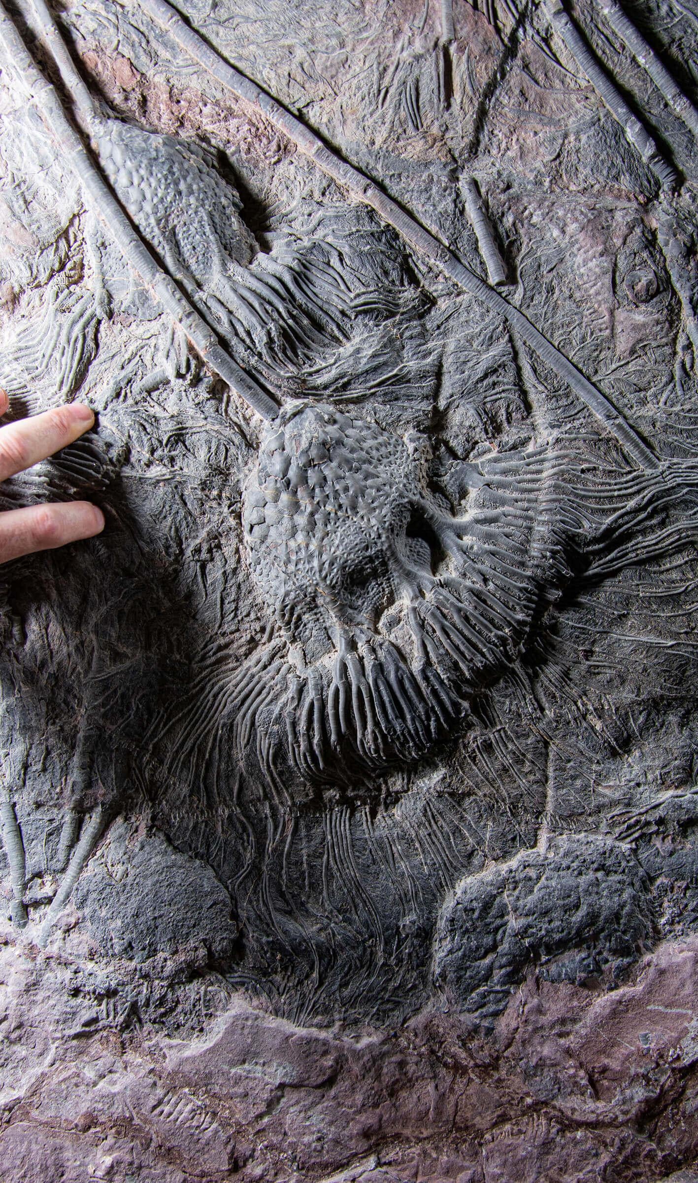 18th Century and Earlier Fossil Seabed of Crinoidea Scyphocrinites Elegans of Enormous Proportions For Sale
