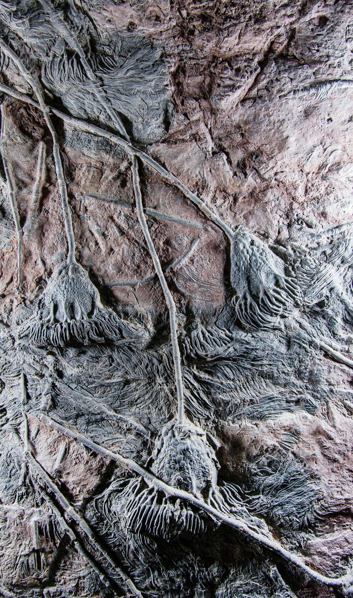 Limestone Fossil Seabed of Crinoidea Scyphocrinites Elegans of Enormous Proportions For Sale