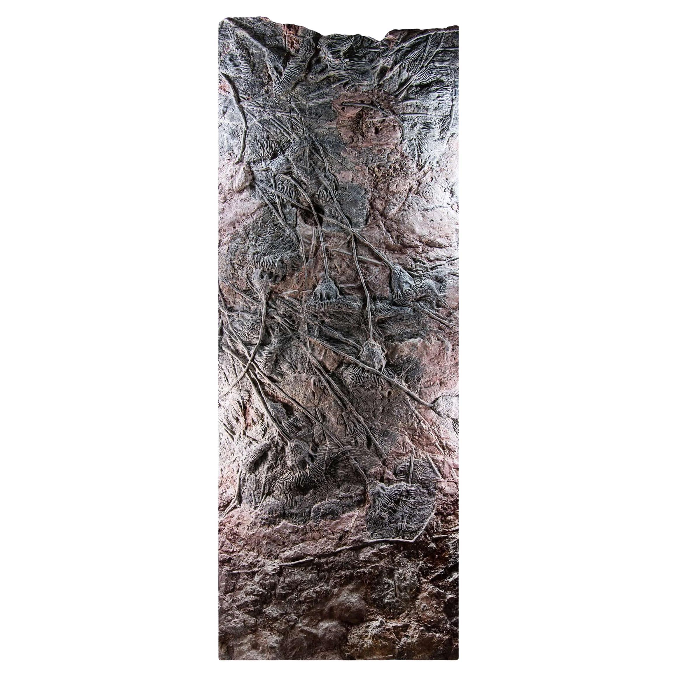Fossil Seabed of Crinoidea Scyphocrinites Elegans of Enormous Proportions For Sale