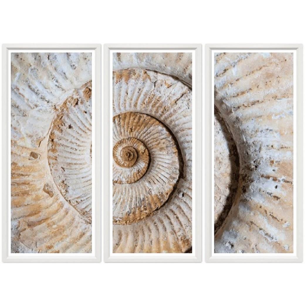 Fossil Shell Triptych For Sale