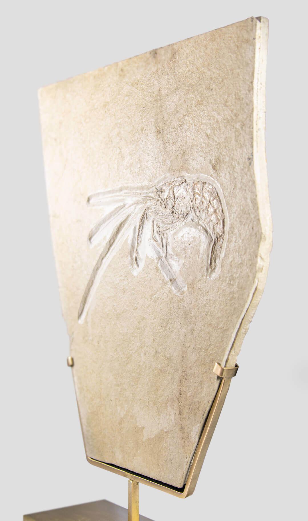 German Fossil Shrimp of Jurassic Period