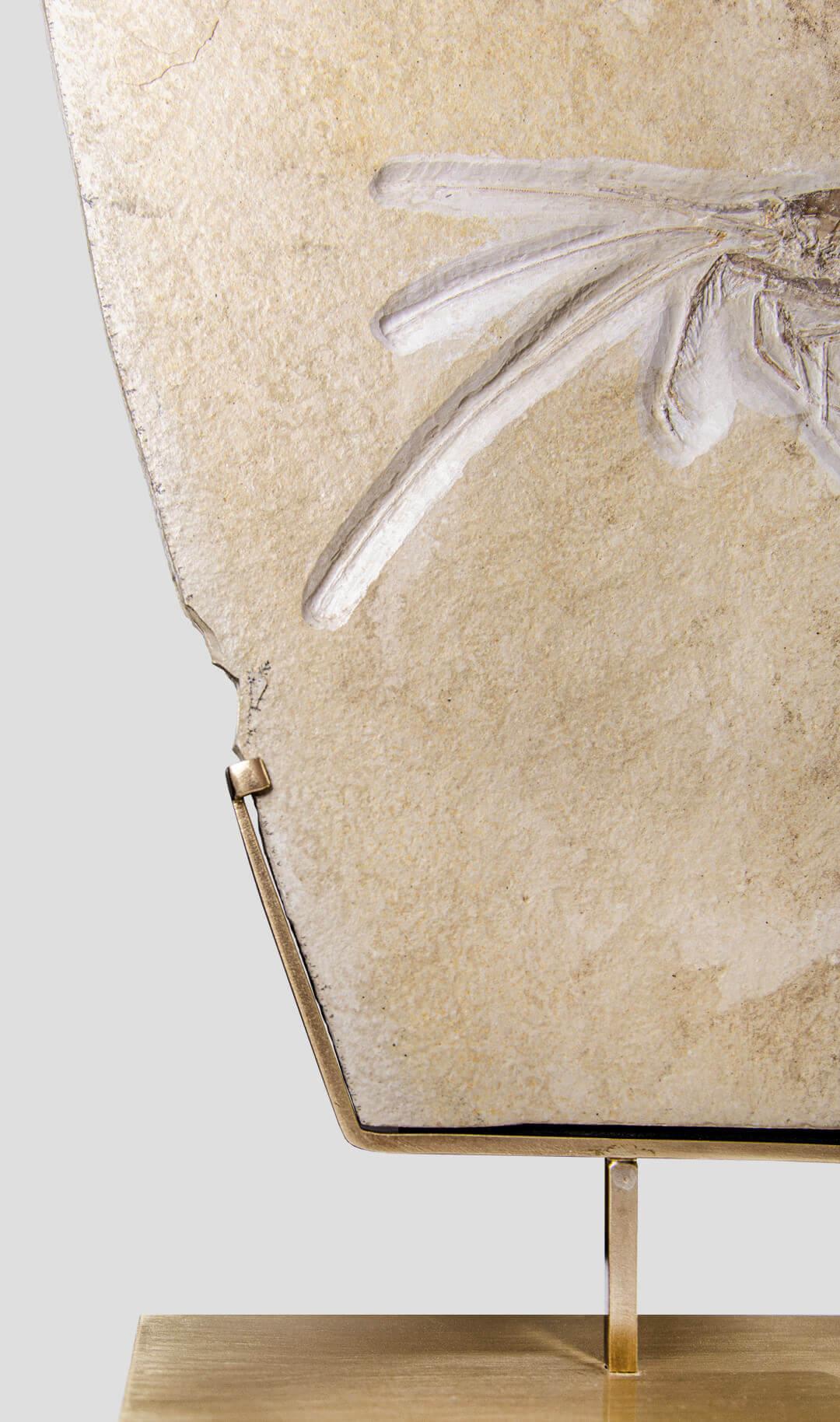 Fossil Shrimp of Jurassic Period In Excellent Condition In Scorton, GB