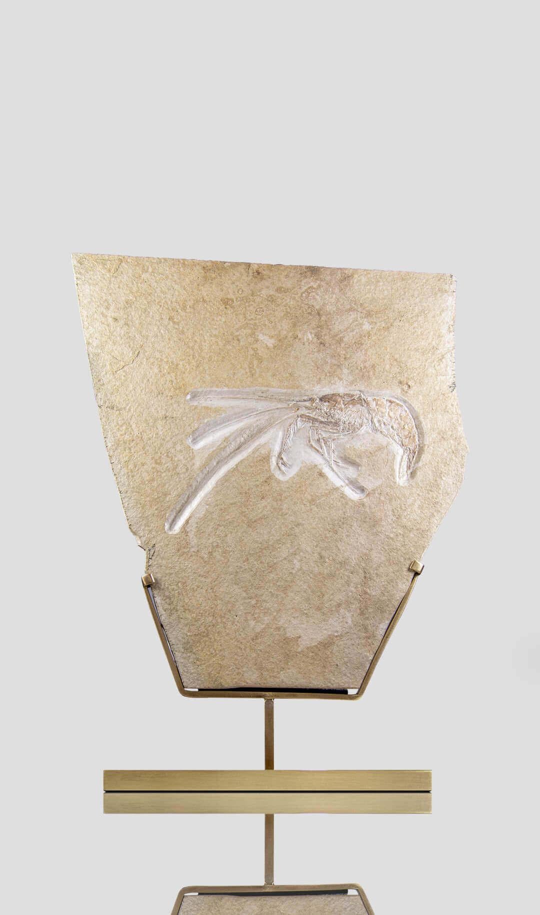 18th Century and Earlier Fossil Shrimp of Jurassic Period