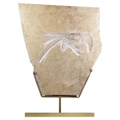 Gambero fossile del periodo giurassico