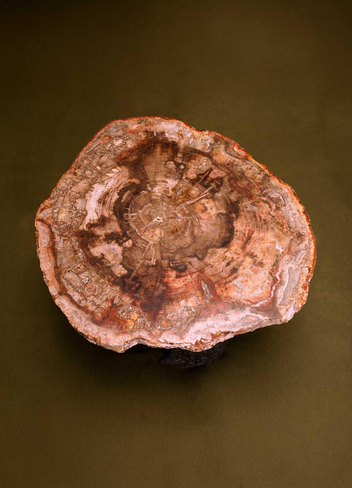 Fossil Side Table In Petrified Wood Overlay Top & Brass, Viya By Vikram Goyal For Sale 2