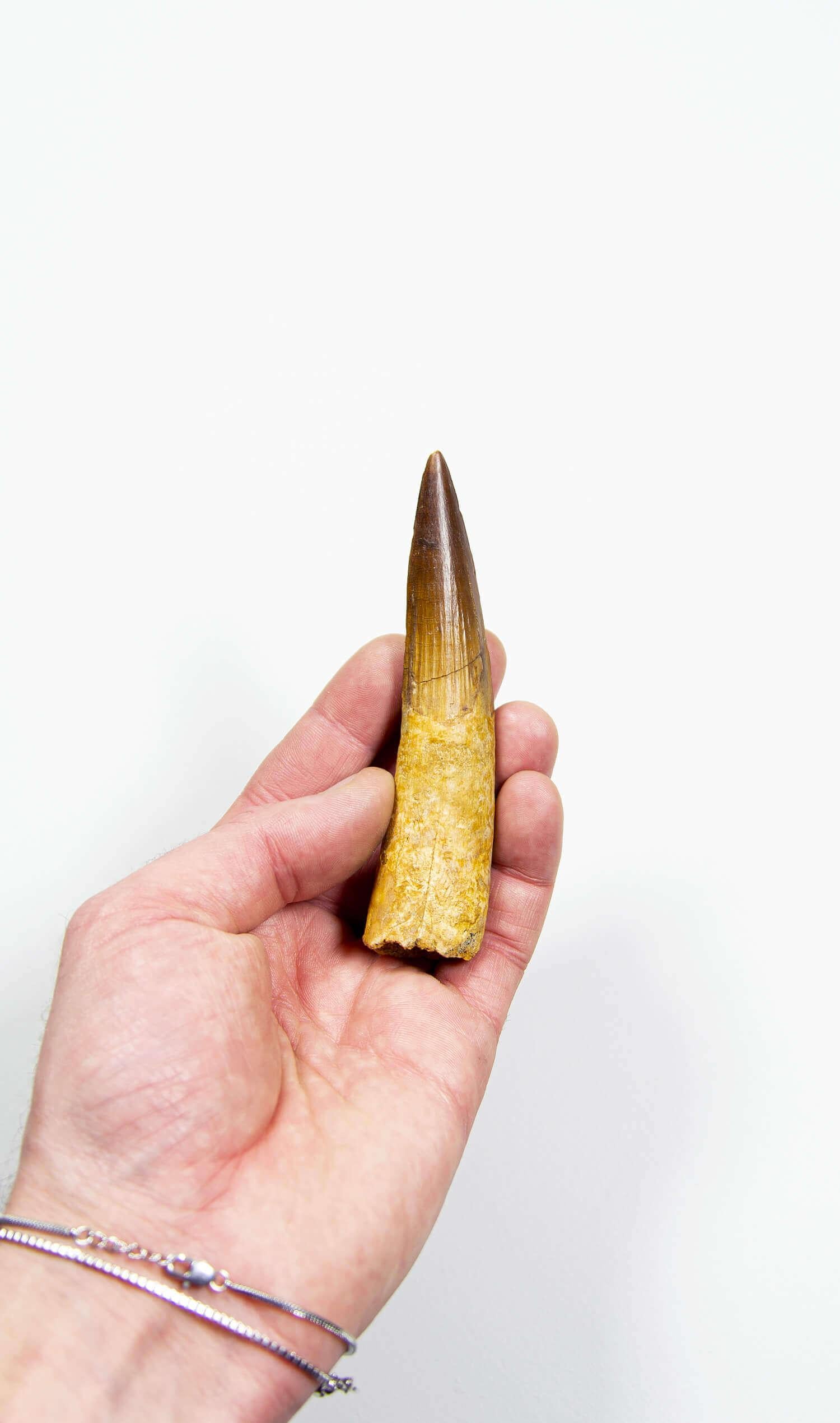 Ein bedeutender 105 mm langer Spinosaurus-Zahn, der im kontinentalen Interkalar ausgegraben wurde, verdeutlicht 19 Millionen Jahre evolutionärer Fähigkeiten. Der Spinosaurus, der für seine segelartige Rückenflosse, seinen kräftigen Kiefer und seine