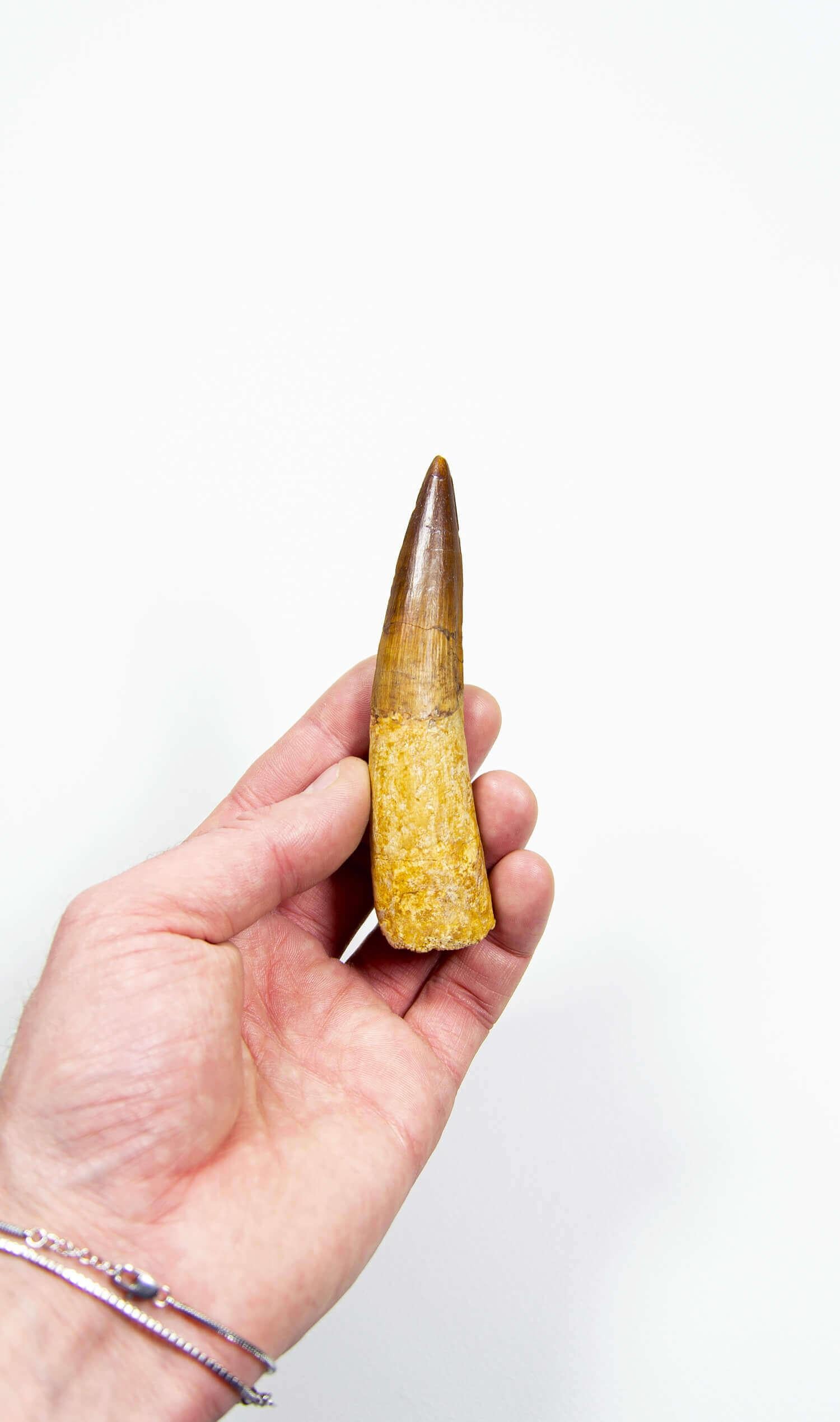 Fossil Spinosaurus Dinosaurierzahn 107 mm (Prähistorisch) im Angebot