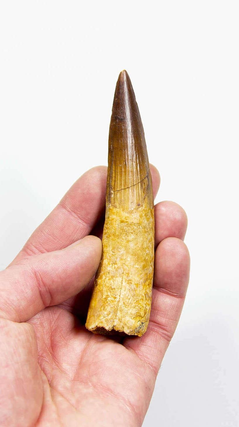 Fossil Spinosaurus Dinosaurierzahn 107 mm (Nordafrikanisch) im Angebot
