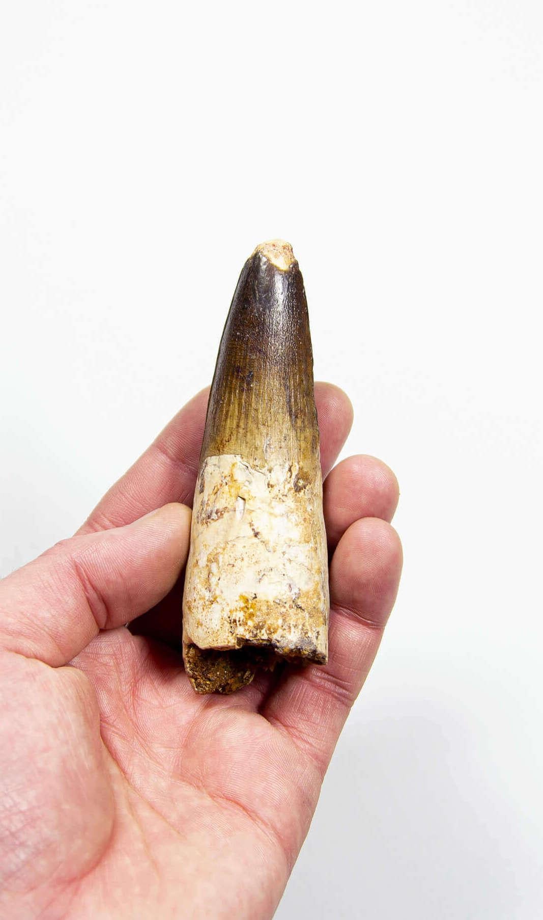Unearthed in the continental intercalaire, a significant 105mm Spinosaurus tooth highlights 19 million years of evolutionary prowess. Known for its sail-like dorsal fin, potent jaws, and robust killing claws, the Spinosaurus was an adept predator