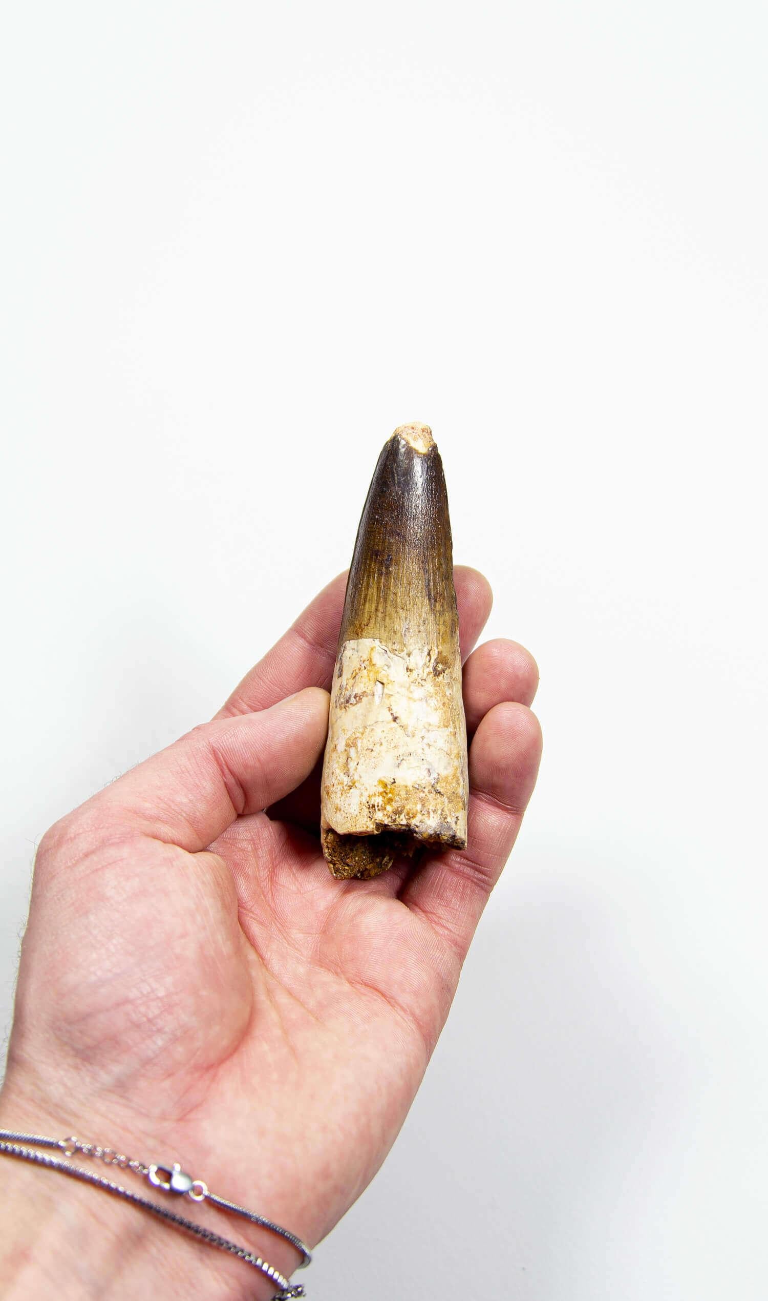 Prehistoric Fossil Spinosaurus Dinosaur Tooth 112mm For Sale