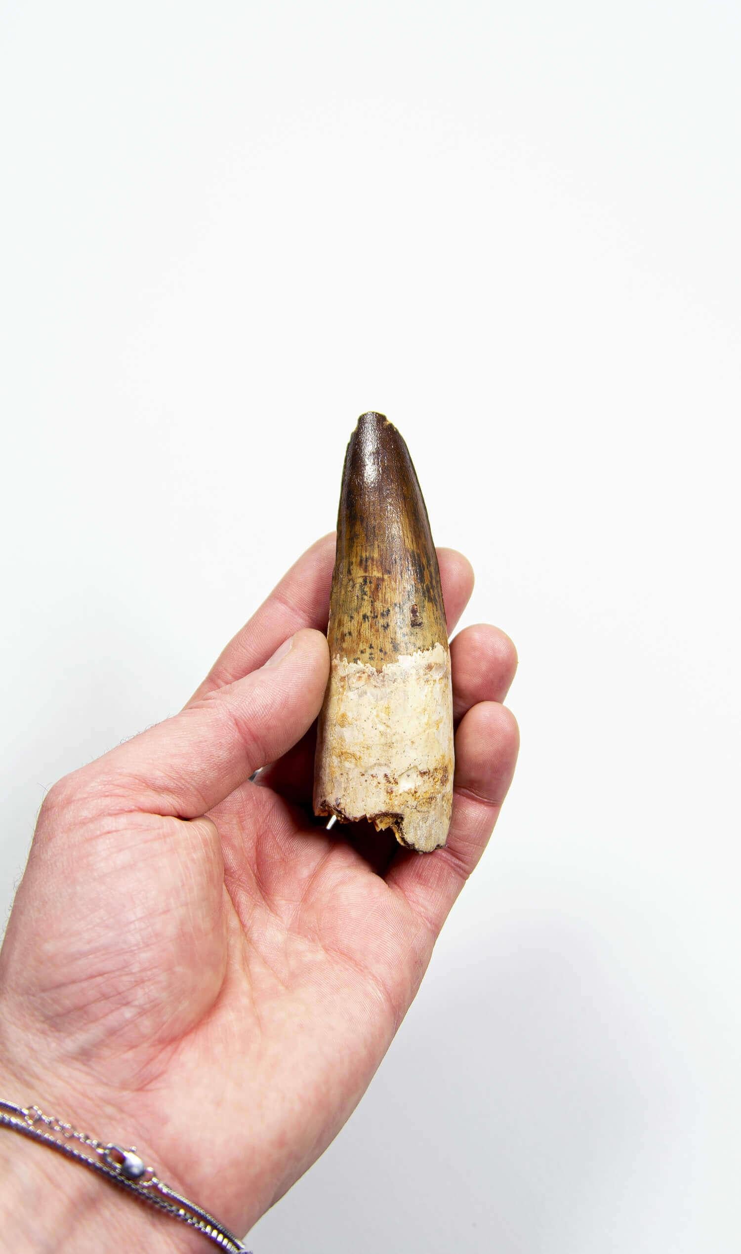 North African Fossil Spinosaurus Dinosaur Tooth 112mm For Sale