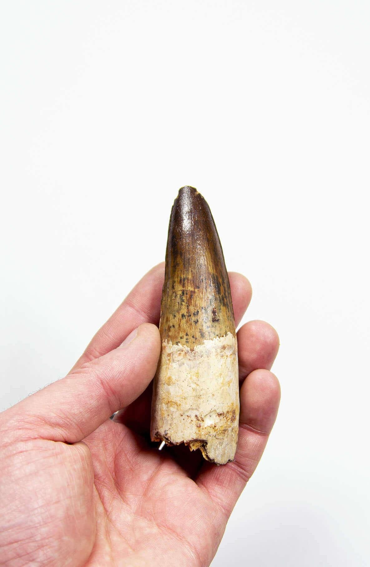 Fossil Spinosaurus Dinosaur Tooth 112mm In Excellent Condition For Sale In Scorton, GB