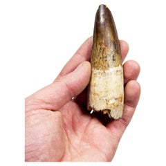 oth fossile spinosaurus Dinosaur 112 mm