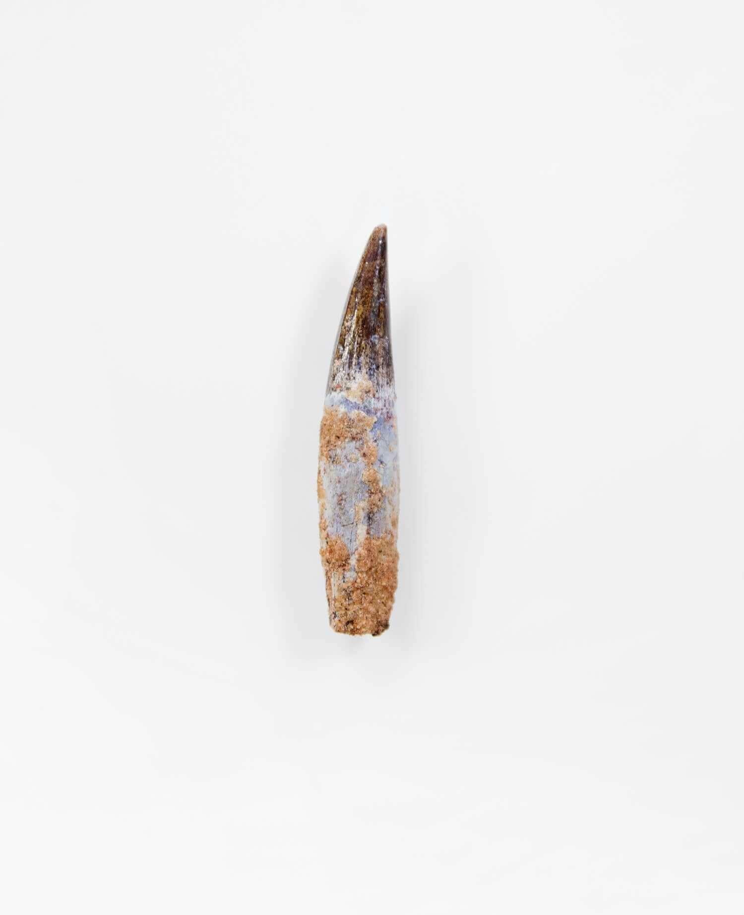 Unearthed in the continental intercalaire, a significant 105mm Spinosaurus tooth highlights 19 million years of evolutionary prowess. Known for its sail-like dorsal fin, potent jaws, and robust killing claws, the Spinosaurus was an adept predator