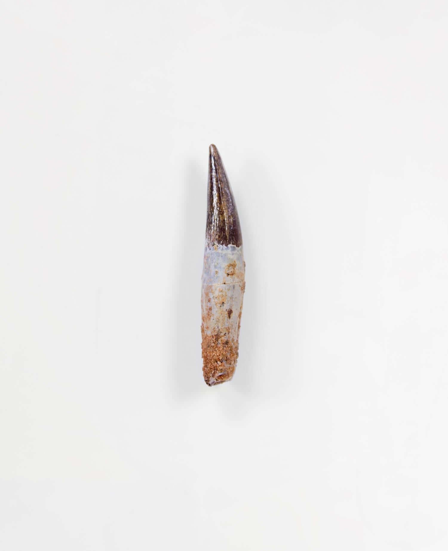 North African Fossil Spinosaurus Dinosaur Tooth 48mm For Sale