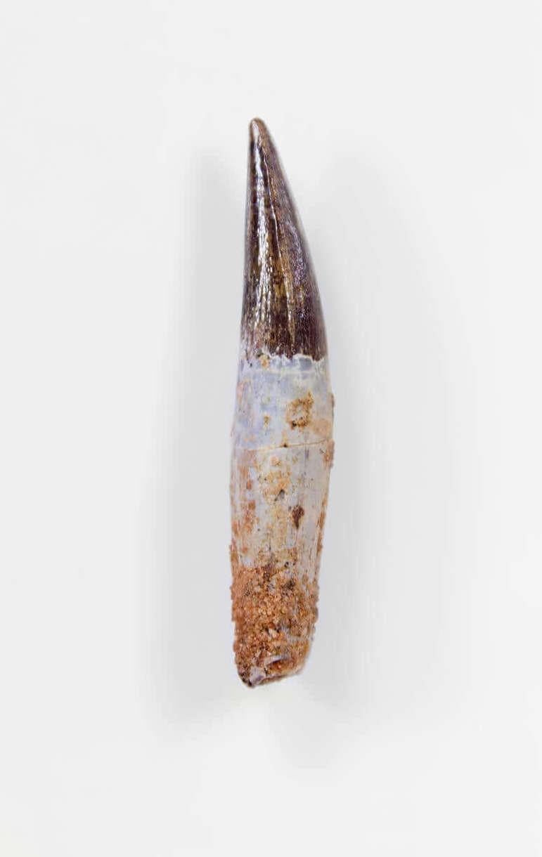 Fossil Spinosaurus Dinosaur Tooth 48mm In Excellent Condition For Sale In Scorton, GB