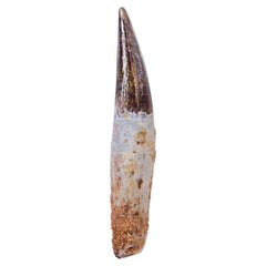 oth fossile spinosaurus Dinosaur de 48 mm