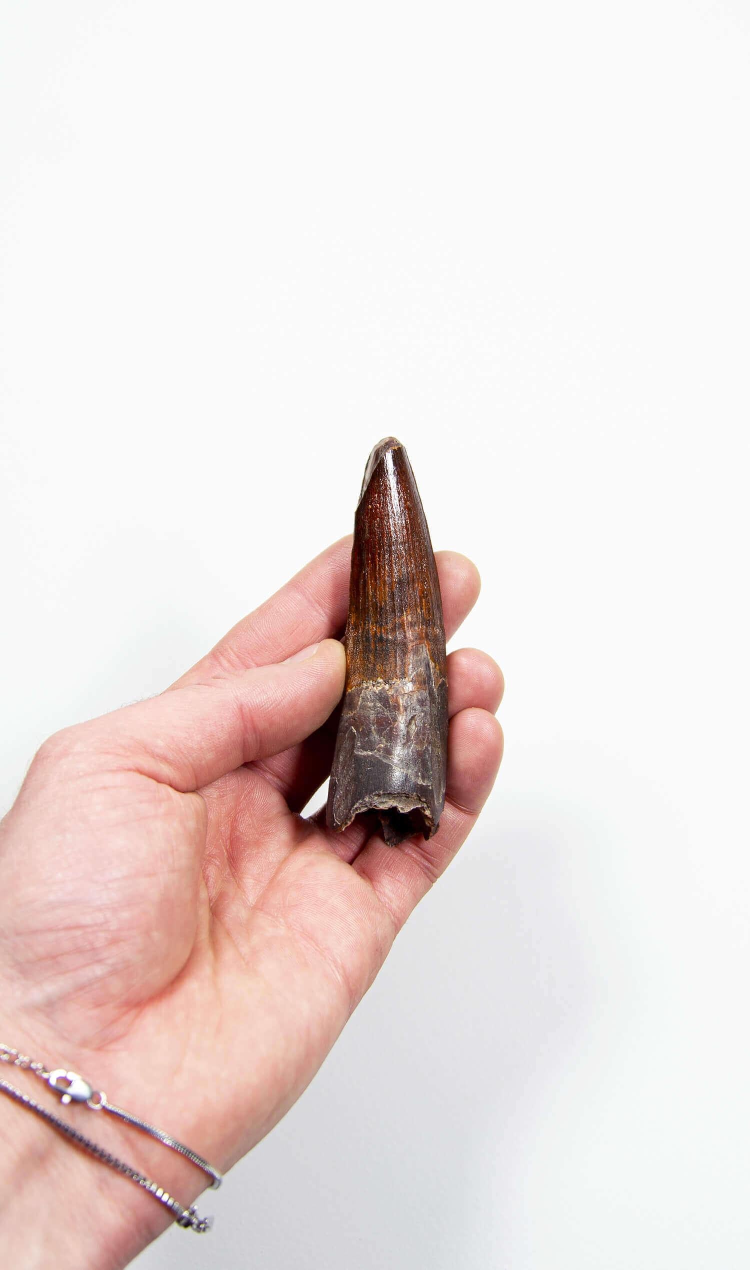 Unearthed in the continental intercalaire, a significant 105mm Spinosaurus tooth highlights 19 million years of evolutionary prowess. Known for its sail-like dorsal fin, potent jaws, and robust killing claws, the Spinosaurus was an adept predator